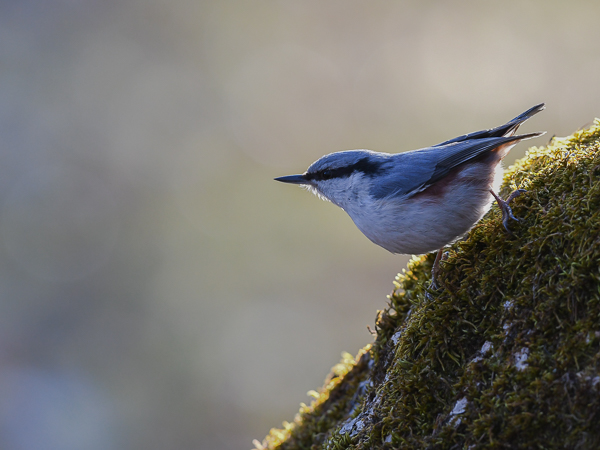 Pähkinänakkeli, Eurasian Nuthatch, Sitta europaea
