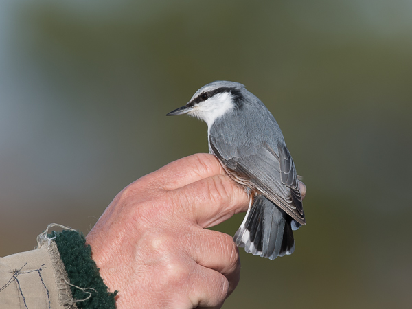 Pähkinänakkeli, Eurasian Nuthatch, Sitta europaea