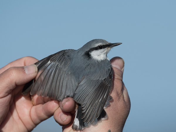 Pähkinänakkeli, Eurasian Nuthatch, Sitta europaea