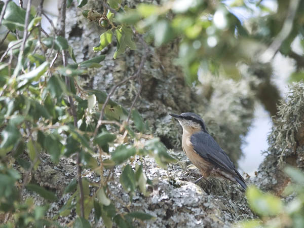 Pähkinänakkeli, Eurasian Nuthatch, Sitta europaea