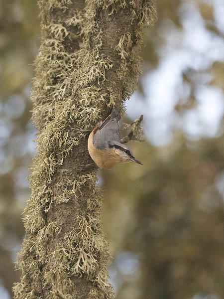 Pähkinänakkeli, Eurasian Nuthatch, Sitta europaea