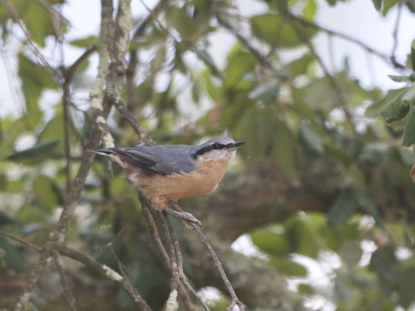 Pähkinänakkeli, Eurasian Nuthatch, Sitta europaea