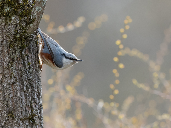 Pähkinänakkeli, Eurasian Nuthatch, Sitta europaea