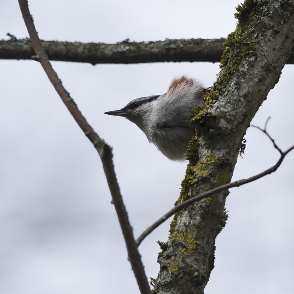 Pähkinänakkeli, Eurasian Nuthatch, Sitta europaea