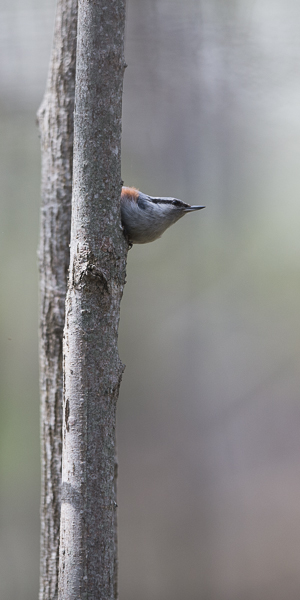 Pähkinänakkeli, Eurasian Nuthatch, Sitta europaea