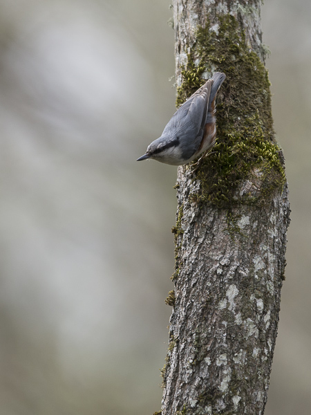 Pähkinänakkeli, Eurasian Nuthatch, Sitta europaea