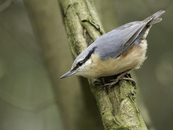 Pähkinänakkeli, Eurasian Nuthatch, Sitta europaea