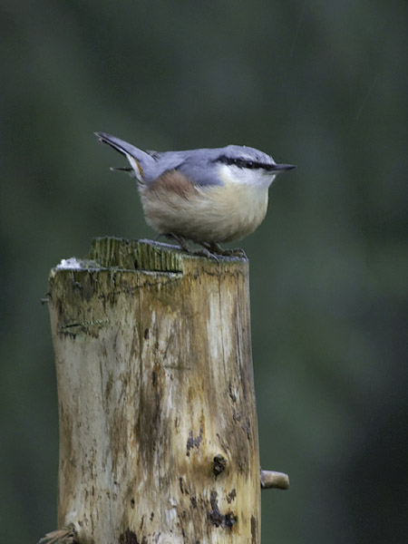 Pähkinänakkeli, Eurasian Nuthatch, Sitta europaea