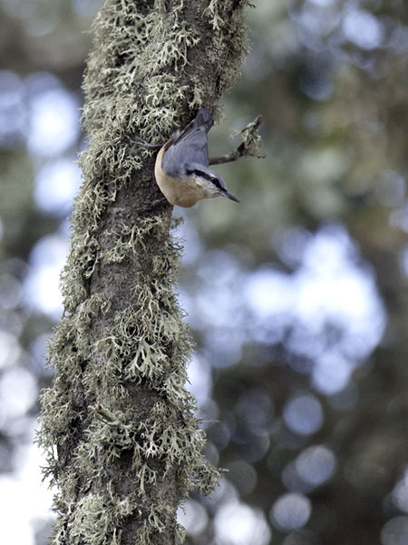 Pähkinänakkeli, Eurasian Nuthatch, Sitta europaea