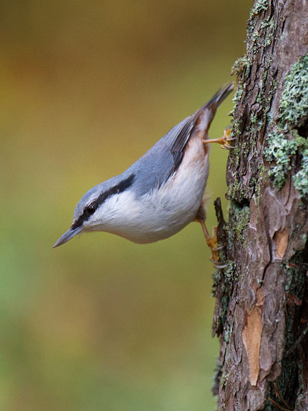 Pähkinänakkeli, Eurasian Nuthatch, Sitta europaea