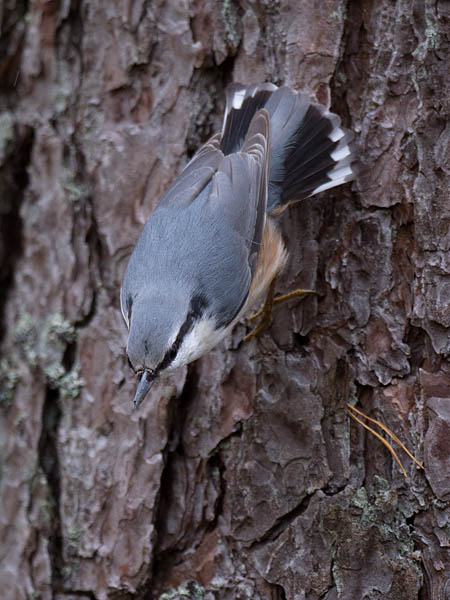 Pähkinänakkeli, Eurasian Nuthatch, Sitta europaea