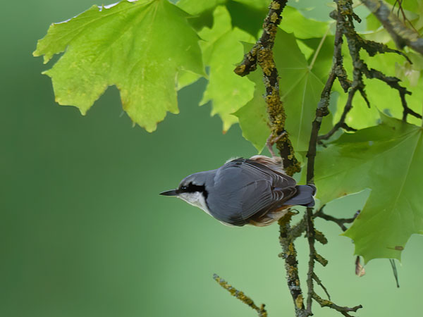 Pähkinänakkeli, Eurasian Nuthatch, Sitta europaea