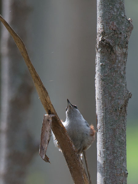 Pähkinänakkeli, Eurasian Nuthatch, Sitta europaea