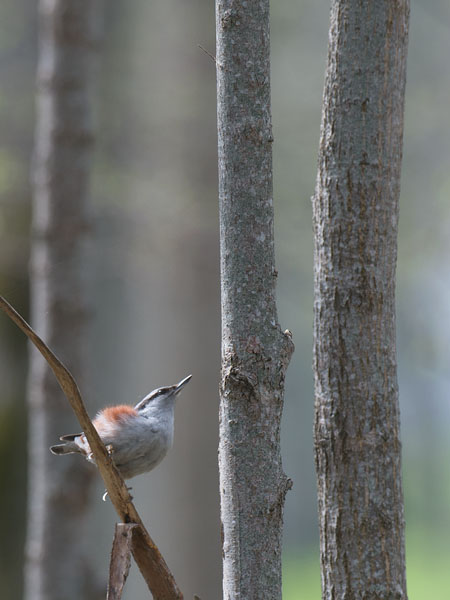 Pähkinänakkeli, Eurasian Nuthatch, Sitta europaea