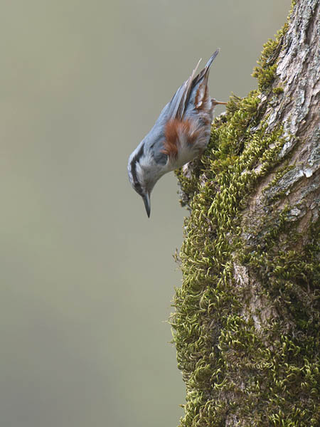 Pähkinänakkeli, Eurasian Nuthatch, Sitta europaea