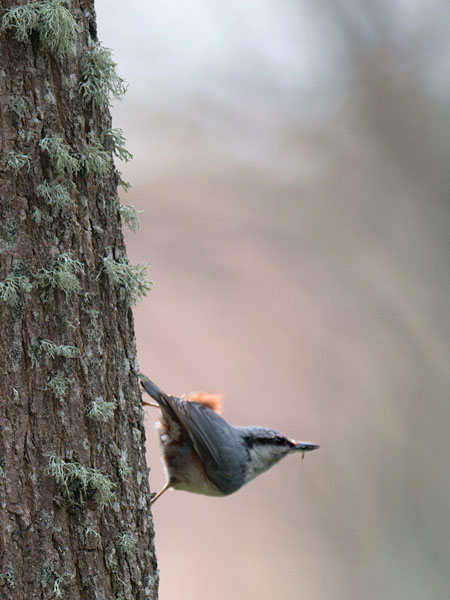 Pähkinänakkeli, Eurasian Nuthatch, Sitta europaea