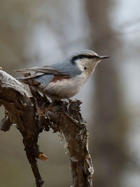 Pähkinänakkeli, Eurasian Nuthatch, Sitta europaea