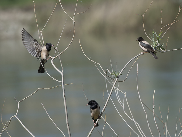 Punakottarainen, Rosy Starling, Sturnus roseus