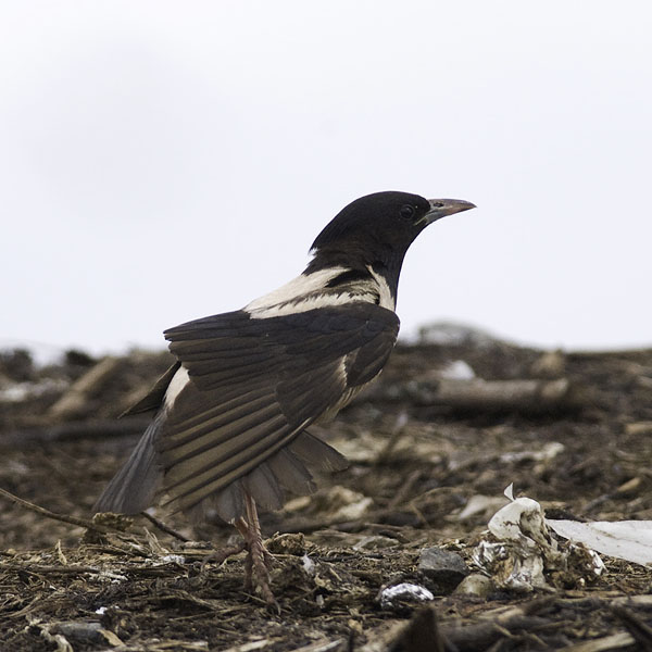 Punakottarainen, Rosy Starling, Sturnus roseus