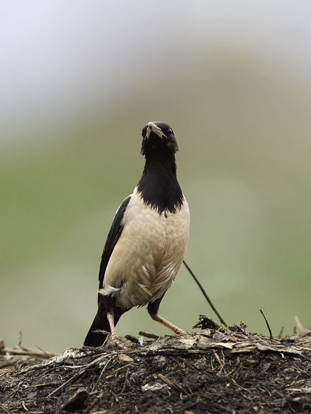 Punakottarainen, Rosy Starling, Sturnus roseus