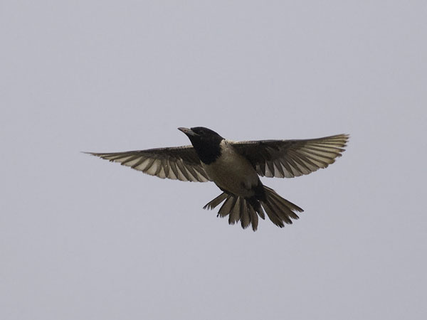 Punakottarainen, Rosy Starling, Sturnus roseus