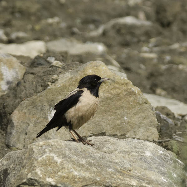 Punakottarainen, Rosy Starling, Sturnus roseus