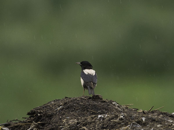 Punakottarainen, Rosy Starling, Sturnus roseus