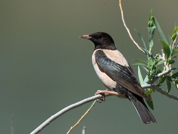 Punakottarainen, Rosy Starling, Sturnus roseus