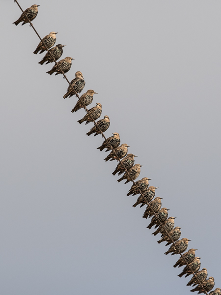 Kottarainen, Common Starling, Sturnus vulgaris