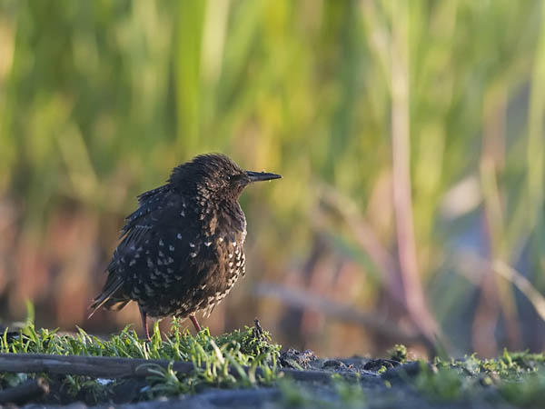 Kottarainen, Common Starling, Sturnus vulgaris