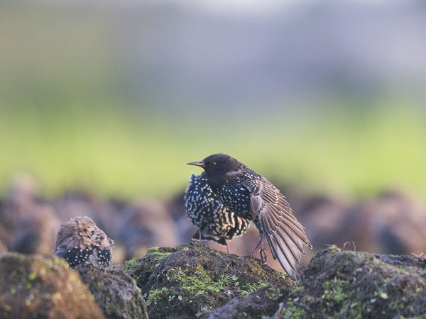Kottarainen, Common Starling, Sturnus vulgaris