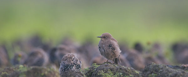 Kottarainen, Common Starling, Sturnus vulgaris