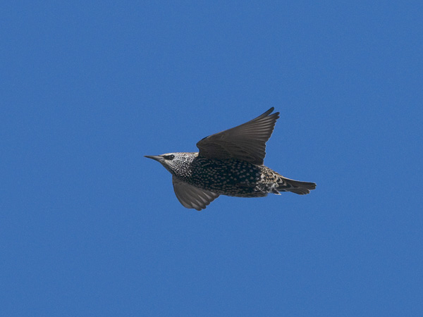 Kottarainen, Common Starling, Sturnus vulgaris