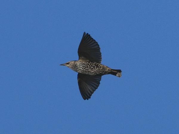 Kottarainen, Common Starling, Sturnus vulgaris
