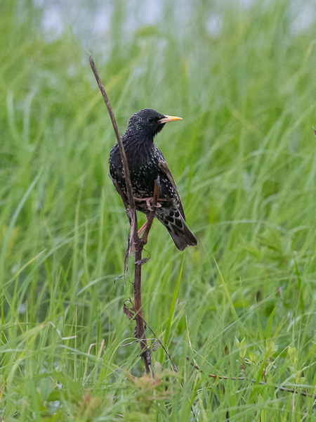 Kottarainen, Common Starling, Sturnus vulgaris