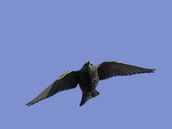 Kottarainen, Common Starling, Sturnus vulgaris