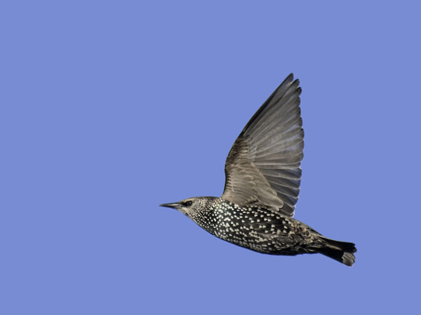 Kottarainen, Common Starling, Sturnus vulgaris