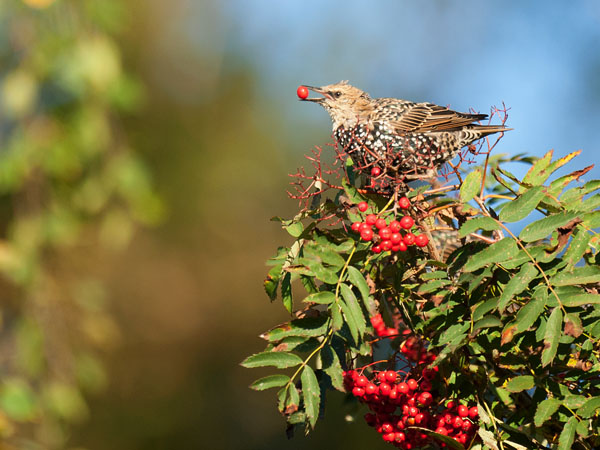 Kottarainen, Common Starling, Sturnus vulgaris