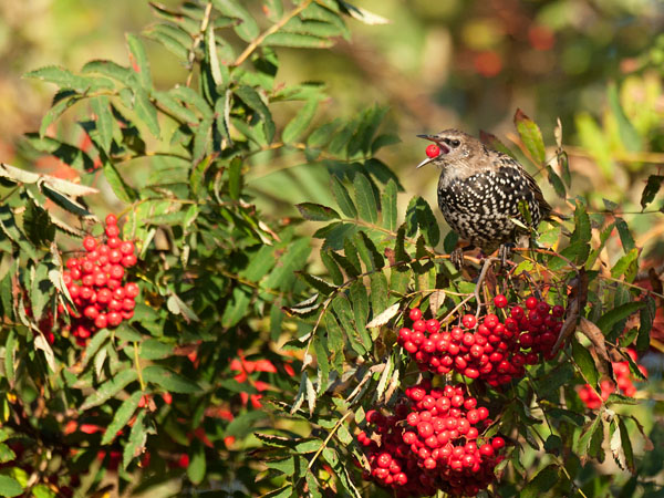 Kottarainen, Common Starling, Sturnus vulgaris
