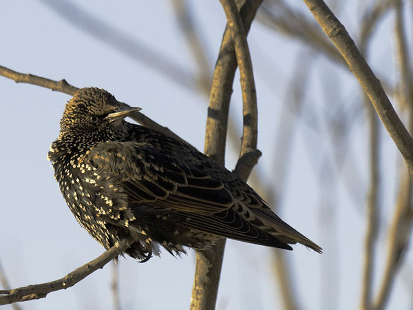 Kottarainen, Common Starling, Sturnus vulgaris