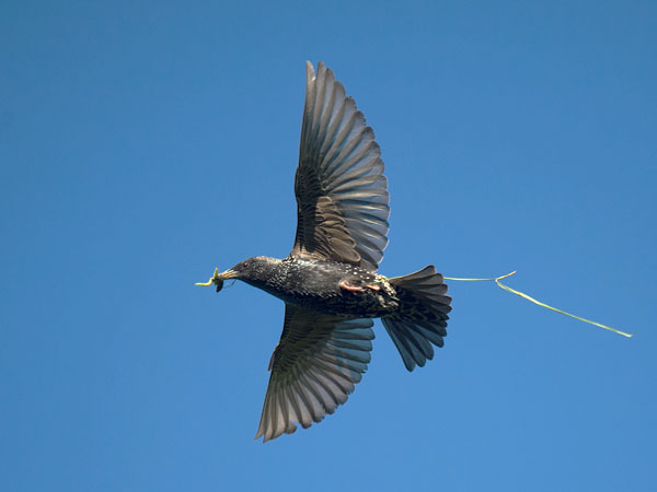 Kottarainen, Common Starling, Sturnus vulgaris