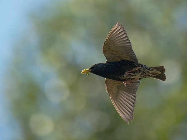 Kottarainen, Common Starling, Sturnus vulgaris
