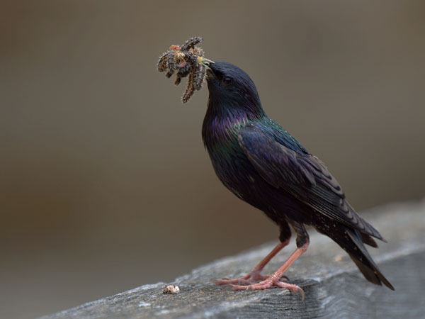 Kottarainen, Common Starling, Sturnus vulgaris