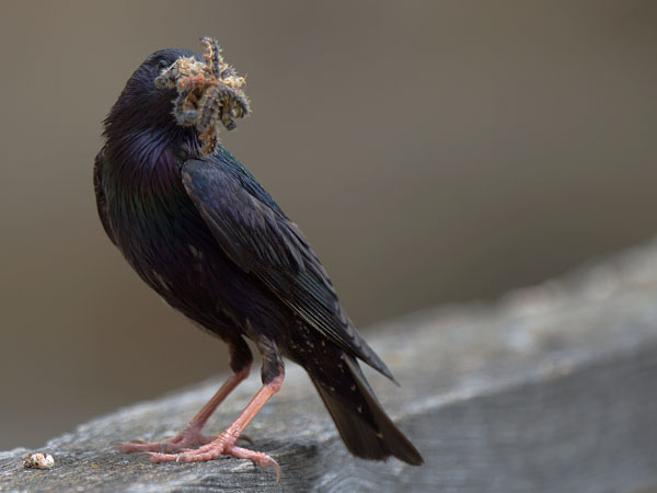 Kottarainen, Common Starling, Sturnus vulgaris