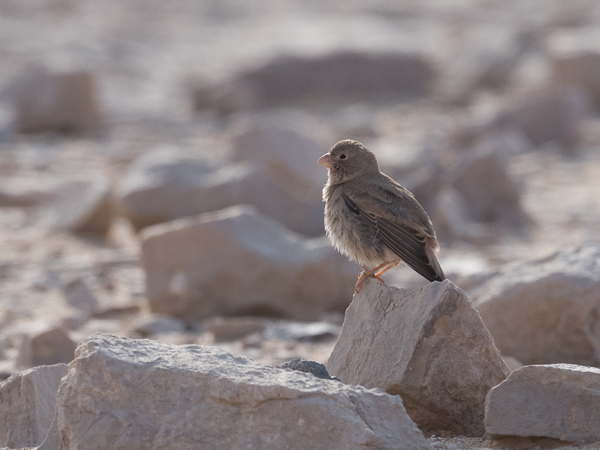Aavikkotulkku, Trumpeter Finch, Bucanetes githagineus