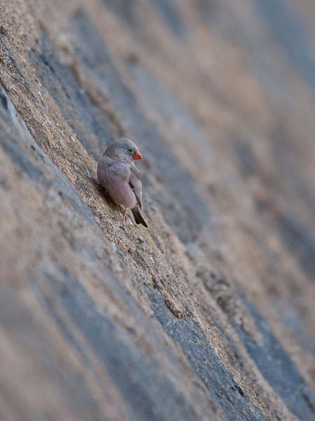 Aavikkotulkku, Trumpeter Finch, Bucanetes githagineus