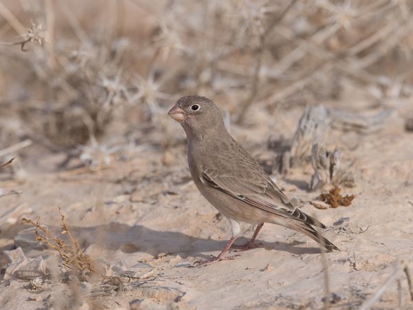 Aavikkotulkku, Trumpeter Finch, Bucanetes githagineus