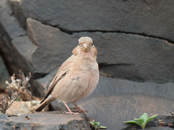 Aavikkotulkku, Trumpeter Finch, Bucanetes githagineus