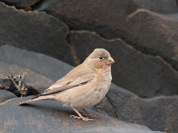 Aavikkotulkku, Trumpeter Finch, Bucanetes githagineus