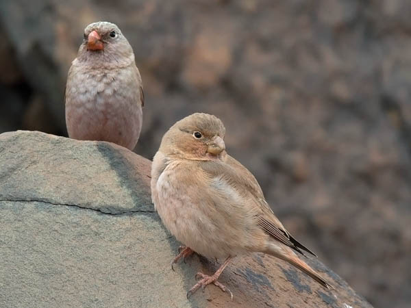Aavikkotulkku, Trumpeter Finch, Bucanetes githagineus